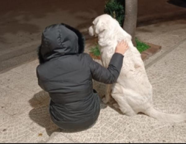 Maremmano anziano VOGLIONO MANDARLO IN CANILE! CALABRIA Foto 2