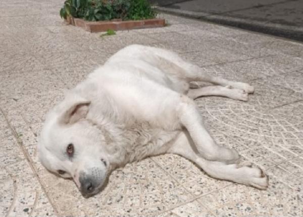 Maremmano anziano VOGLIONO MANDARLO IN CANILE! CALABRIA Foto 3