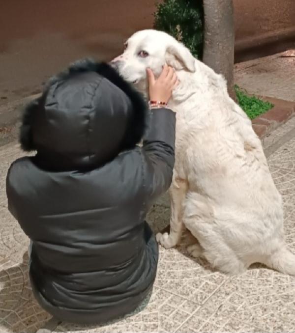 Maremmano anziano VOGLIONO MANDARLO IN CANILE! CALABRIA Foto 4