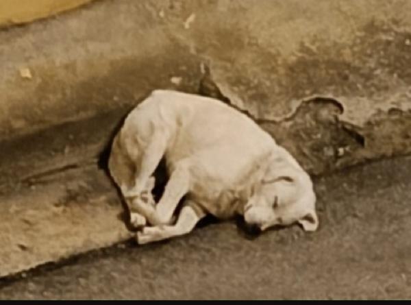 Maremmano anziano VOGLIONO MANDARLO IN CANILE! CALABRIA Foto 6