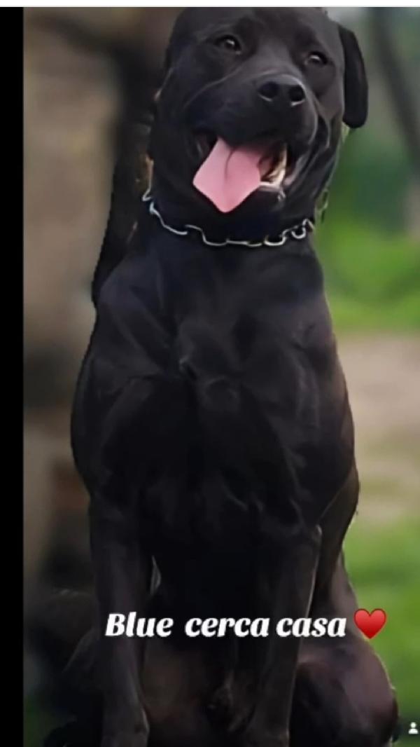 Blue Bellissimo Molosso 3Anni Torna Al Sud! Pavia