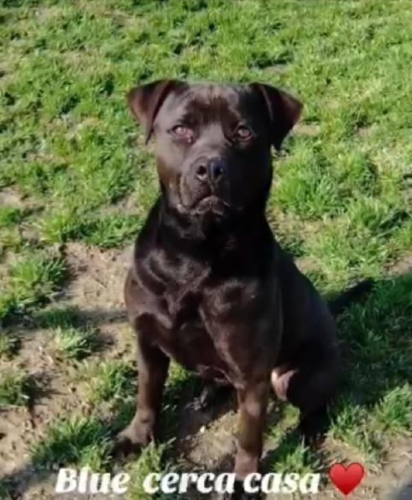 Blue bellissimo molosso 3anni TORNA AL SUD! PAVIA Foto 2