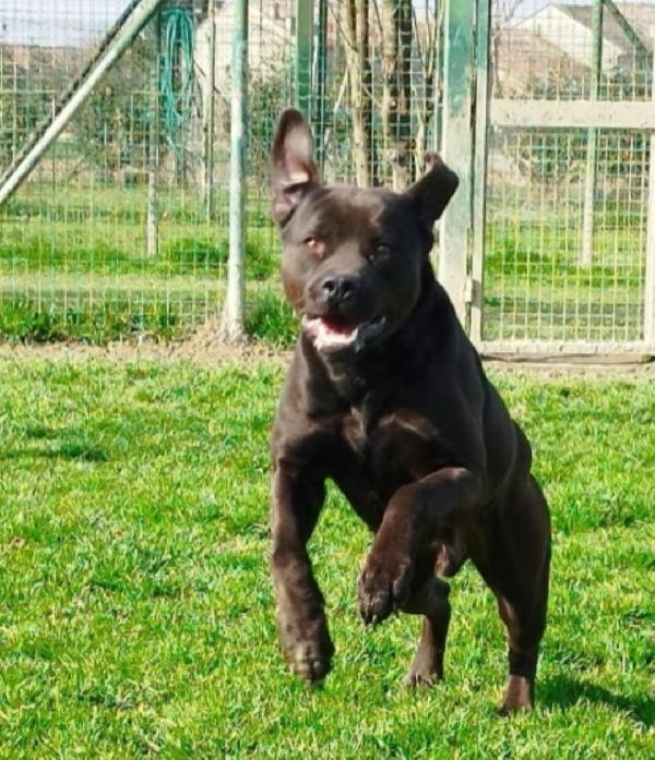 Blue bellissimo molosso 3anni TORNA AL SUD! PAVIA Foto 3