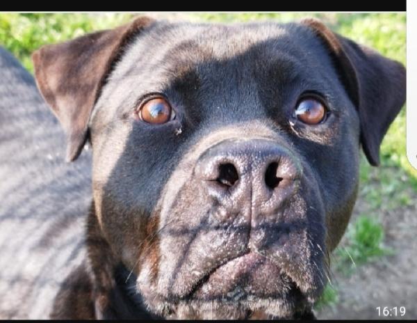 Blue bellissimo molosso 3anni TORNA AL SUD! PAVIA Foto 4