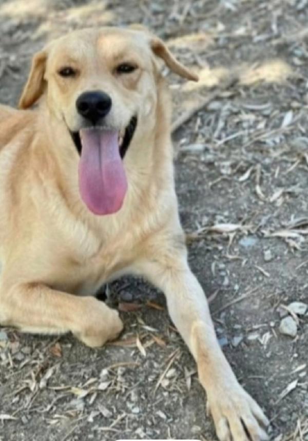 Giulio Circa 3Anni Mix Labrador Presto Entrerà In 1Lager! Napoli