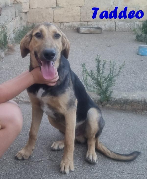 TADDEO SIMIL PASTORE TEDESCO MASCHIO Foto 2