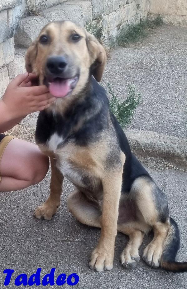 TADDEO SIMIL PASTORE TEDESCO MASCHIO Foto 3