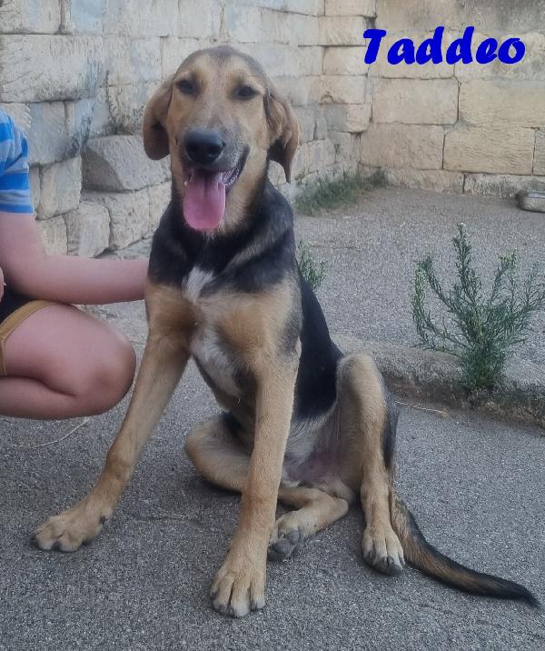 TADDEO SIMIL PASTORE TEDESCO MASCHIO Foto 4