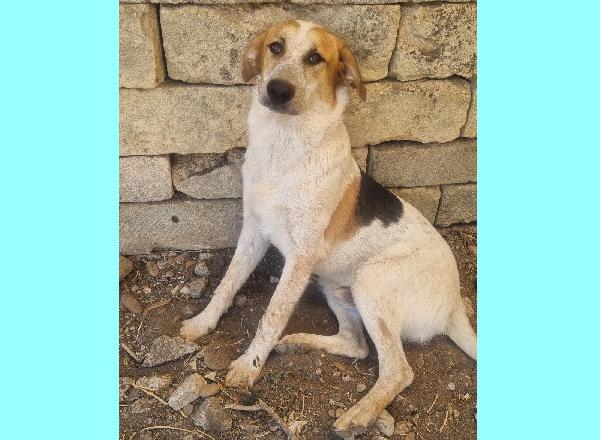 Matteo Maschio Adulto