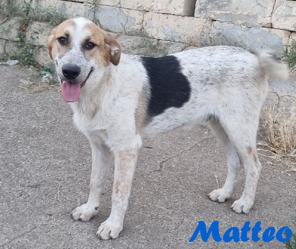 MATTEO MASCHIO ADULTO Foto 2