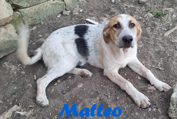 MATTEO MASCHIO ADULTO Foto 3