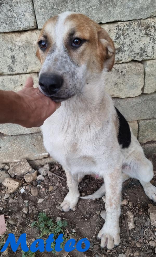 MATTEO MASCHIO ADULTO Foto 4