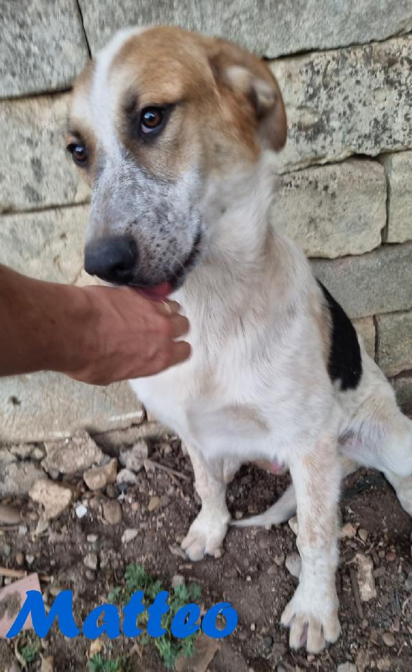 MATTEO MASCHIO ADULTO Foto 5