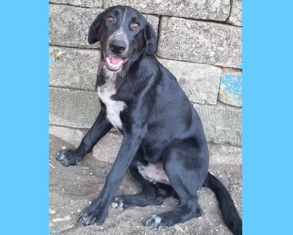 Bartolomeo Maschio Mix Pastore