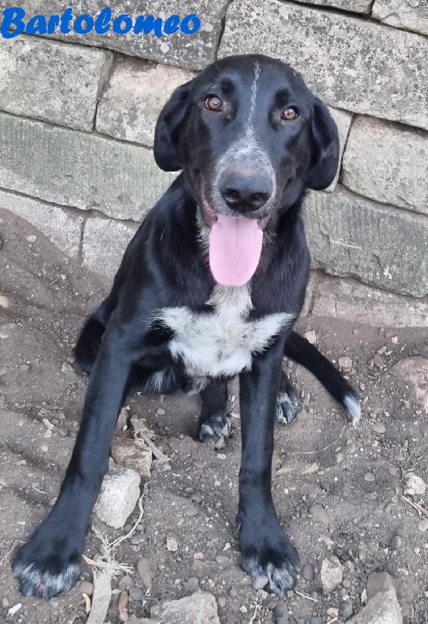 BARTOLOMEO MASCHIO MIX PASTORE Foto 2