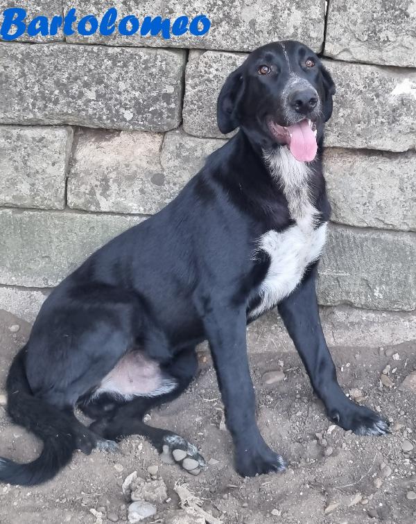 BARTOLOMEO MASCHIO MIX PASTORE Foto 3