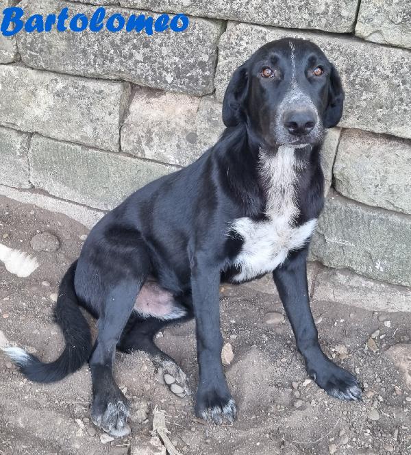 BARTOLOMEO MASCHIO MIX PASTORE Foto 4