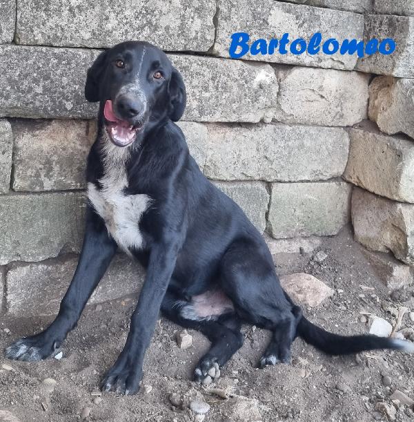 BARTOLOMEO MASCHIO MIX PASTORE Foto 5