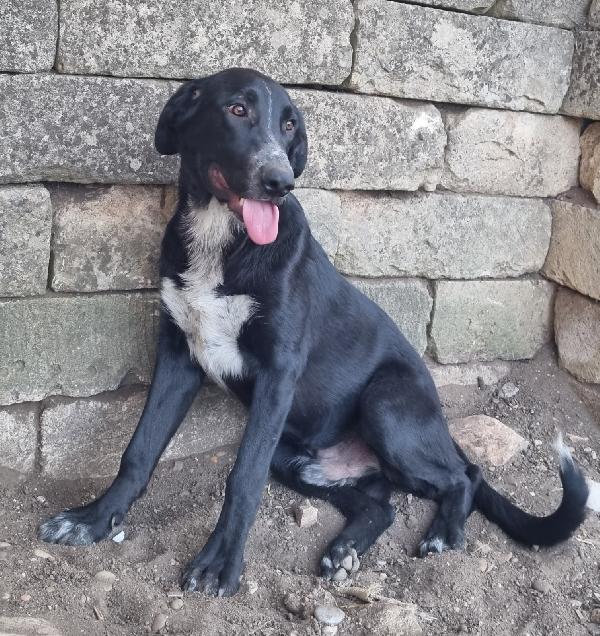 BARTOLOMEO MASCHIO MIX PASTORE Foto 6