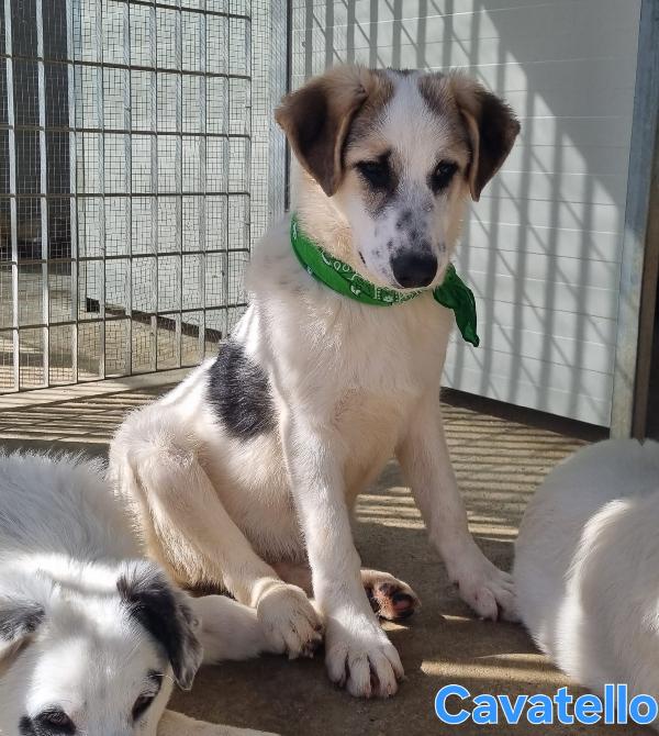 Cavatello Cucciolone Maschio