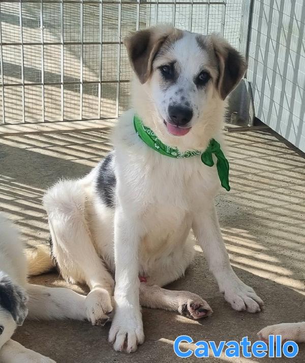 CAVATELLO CUCCIOLONE MASCHIO Foto 2