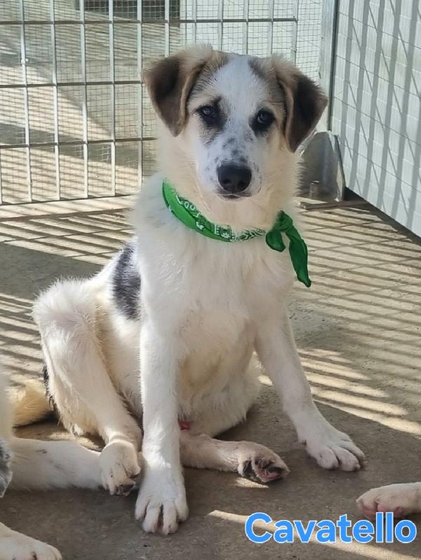 CAVATELLO CUCCIOLONE MASCHIO Foto 3