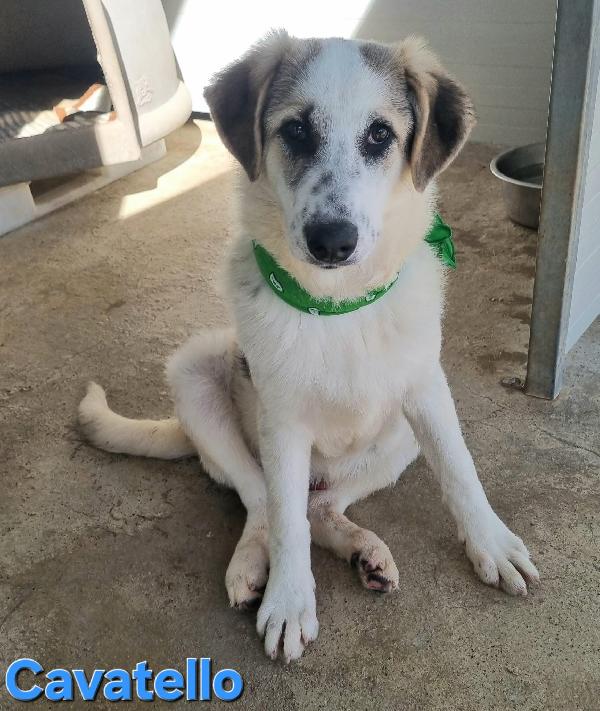 CAVATELLO CUCCIOLONE MASCHIO Foto 4