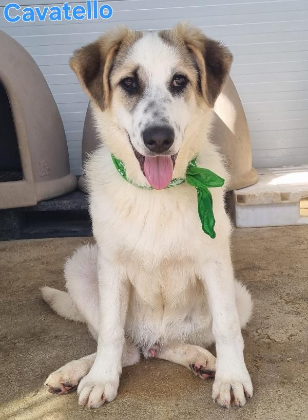 CAVATELLO CUCCIOLONE MASCHIO Foto 5