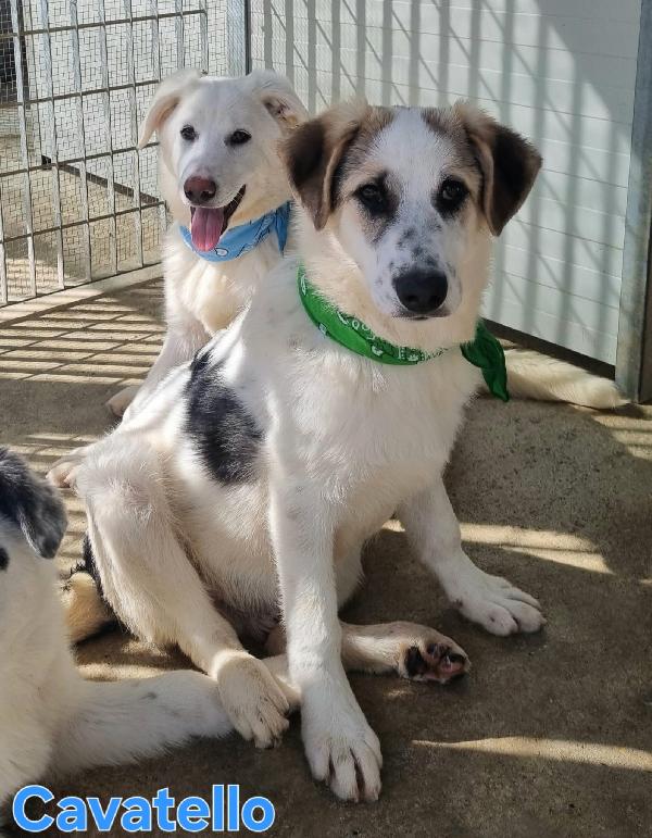 CAVATELLO CUCCIOLONE MASCHIO Foto 6