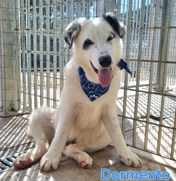 DORMENDO CUCCIOLONE MASCHIO Foto 3