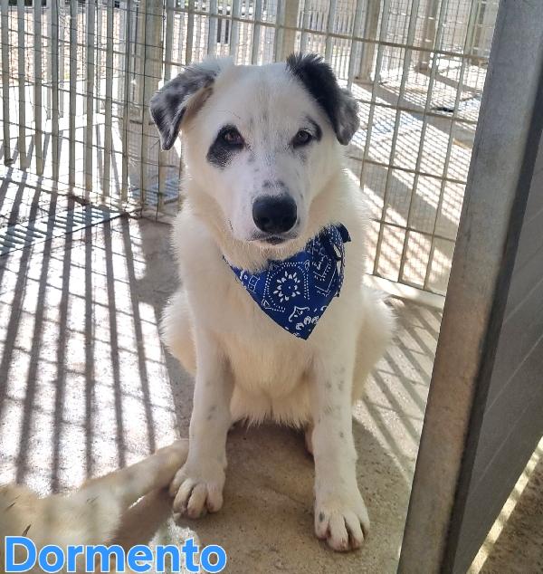 DORMENDO CUCCIOLONE MASCHIO Foto 5