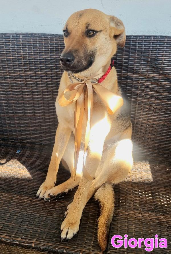 Giorgia Femmina Simil Pastore Tedesco