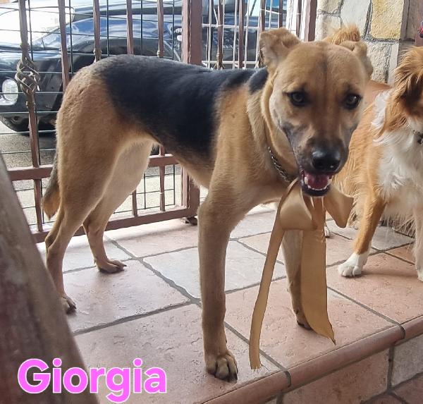 GIORGIA FEMMINA SIMIL PASTORE TEDESCO Foto 2