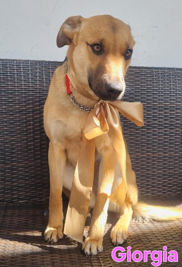 GIORGIA FEMMINA SIMIL PASTORE TEDESCO Foto 5