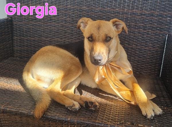 GIORGIA FEMMINA SIMIL PASTORE TEDESCO Foto 6