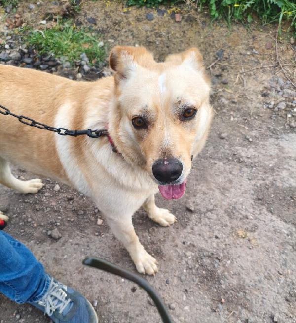 Maschio 18Mesi Sui 25Kg Vive Male!!!! Catania