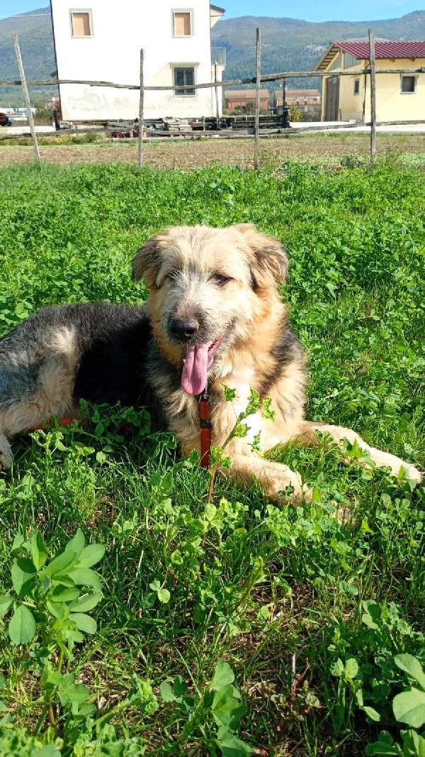 Maya cucciolona super fantastica Foto 2