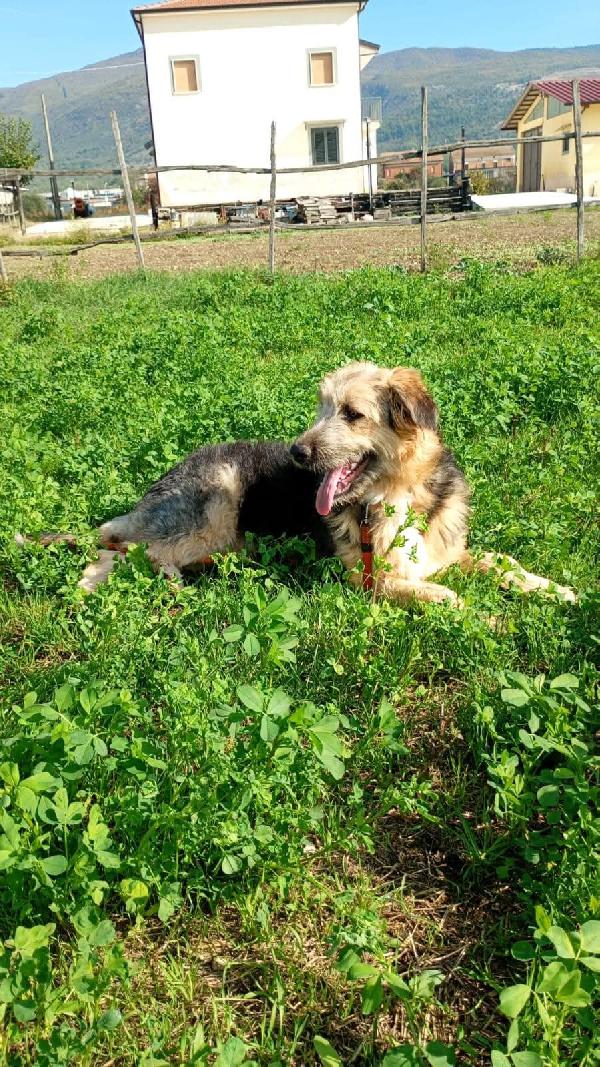 Maya cucciolona super fantastica Foto 3