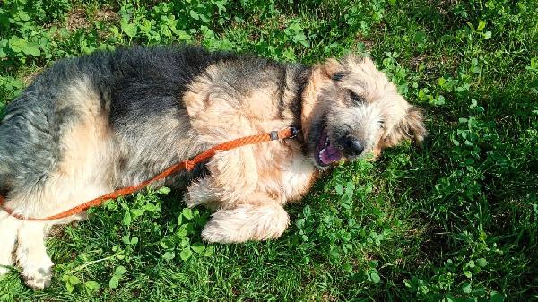 Maya cucciolona super fantastica Foto 4