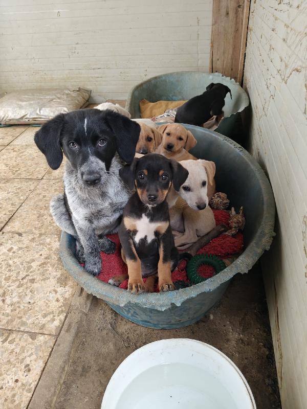 Cuccioli Meravigliosi