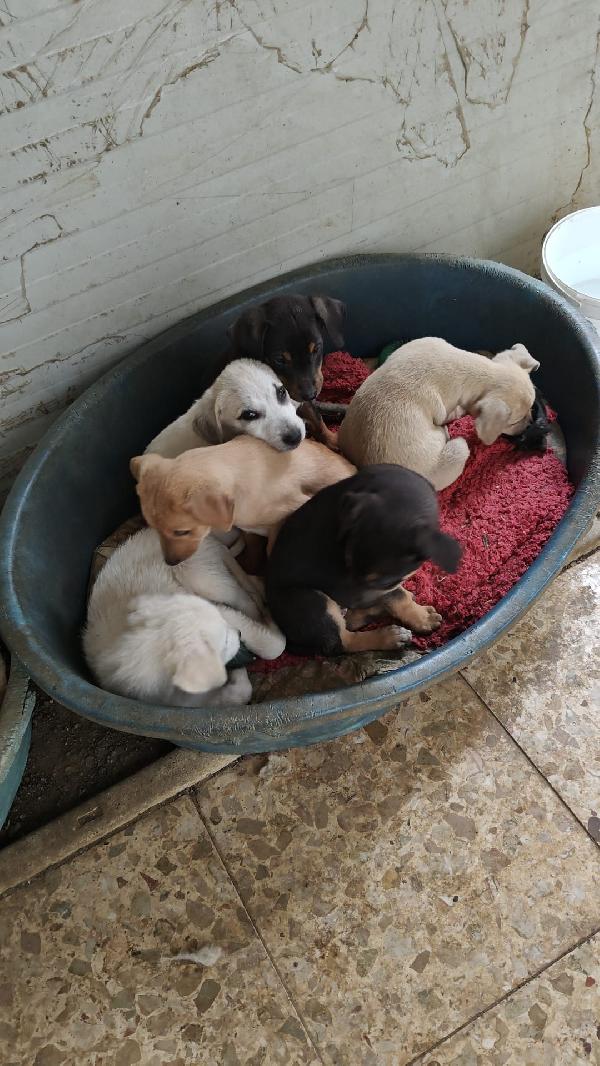 Cuccioli meravigliosi Foto 2