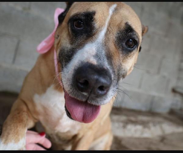 Akira Mix Amstaff Adozione Del Cuore 