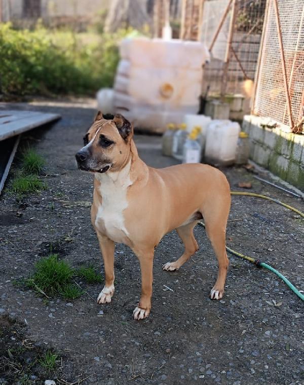 AKIRA MIX AMSTAFF ADOZIONE DEL CUORE  Foto 3