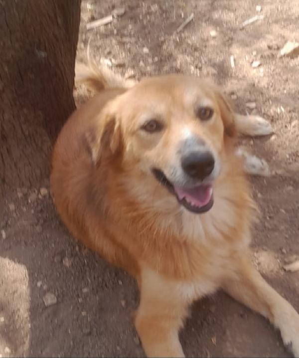 Tommy Meno Di 2Anni Kg13 Da Salvare!!!