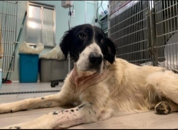 Alfredone 5/6Anni Finito In 1Canile Deprimente! Calabria