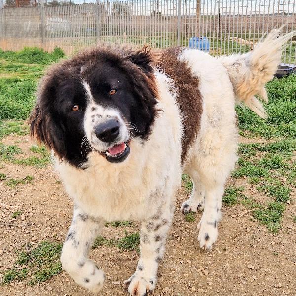 Margot,Dopo L'inferno,Merita Una Stupenda Adozione.adottabile In Tutta Italia!