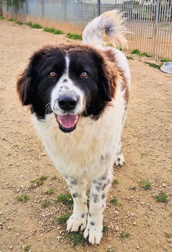 MARGOT,DOPO L'INFERNO,MERITA UNA STUPENDA ADOZIONE.ADOTTABILE IN TUTTA ITALIA! Foto 2