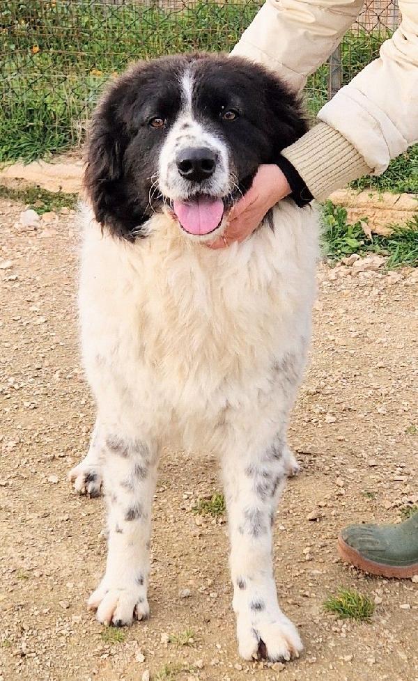 MARGOT,DOPO L'INFERNO,MERITA UNA STUPENDA ADOZIONE.ADOTTABILE IN TUTTA ITALIA! Foto 3