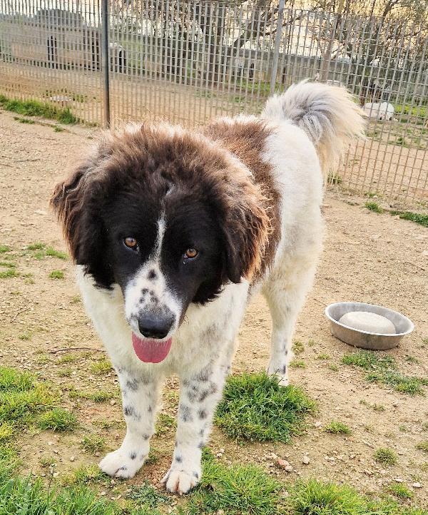 MARGOT,DOPO L'INFERNO,MERITA UNA STUPENDA ADOZIONE.ADOTTABILE IN TUTTA ITALIA! Foto 7