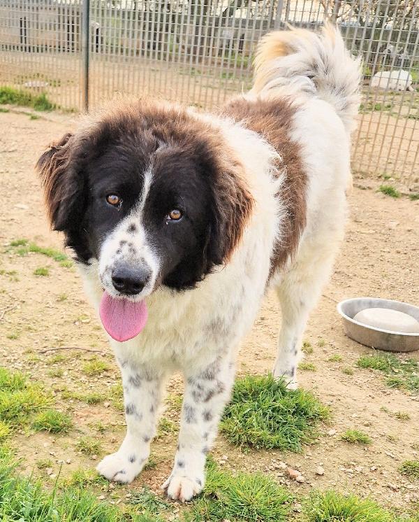 MARGOT,DOPO L'INFERNO,MERITA UNA STUPENDA ADOZIONE.ADOTTABILE IN TUTTA ITALIA! Foto 8